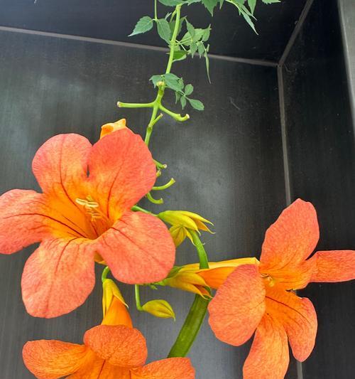 爬藤植物香水的花语有何特别之处？