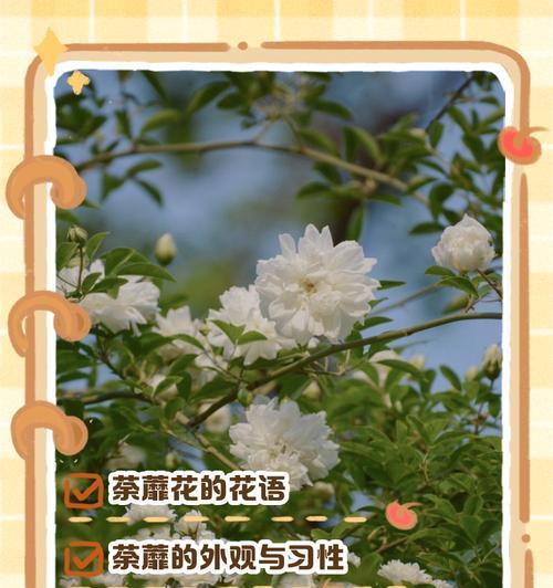 爬藤植物香水的花语有何特别之处？