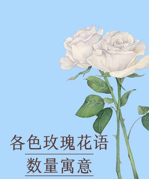 玫瑰花语中像极了爱情是什么意思？爱情玫瑰代表什么？