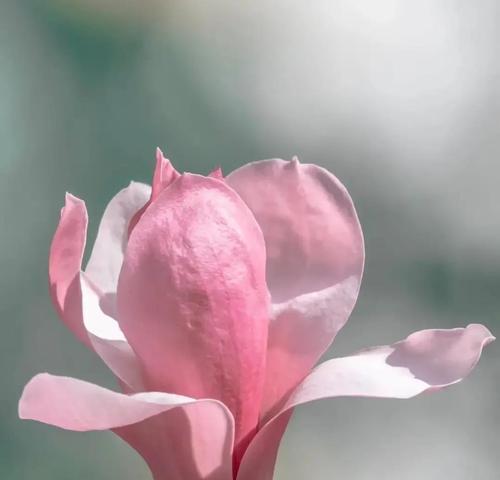 纯洁善良的花语是什么？高尚神圣的花语代表什么？