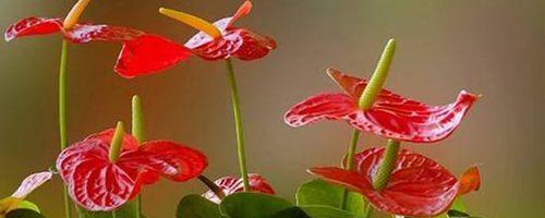 建党节的花语和寓意有何深意？