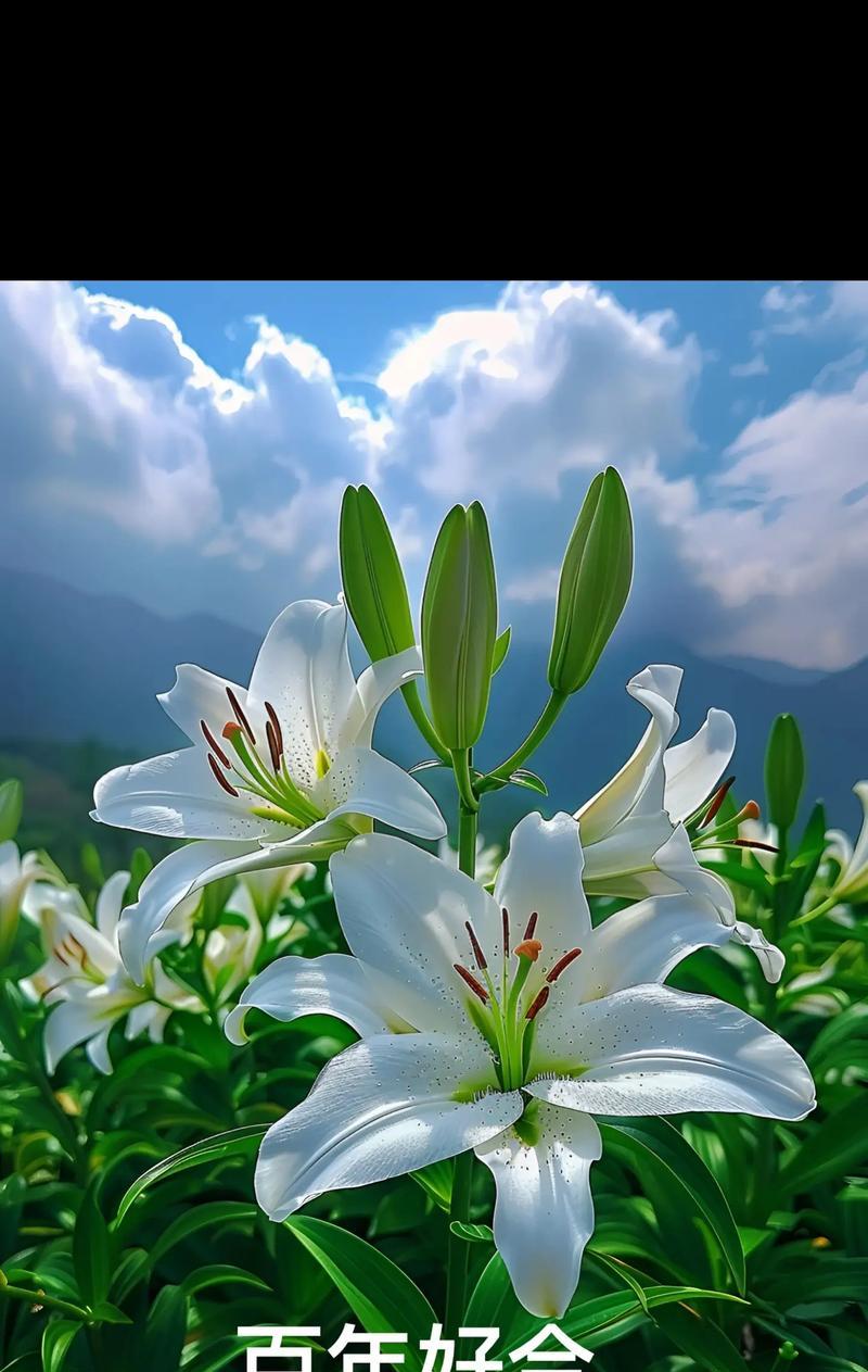 百合花语代表了哪些寓意？百合的花语有哪些含义？