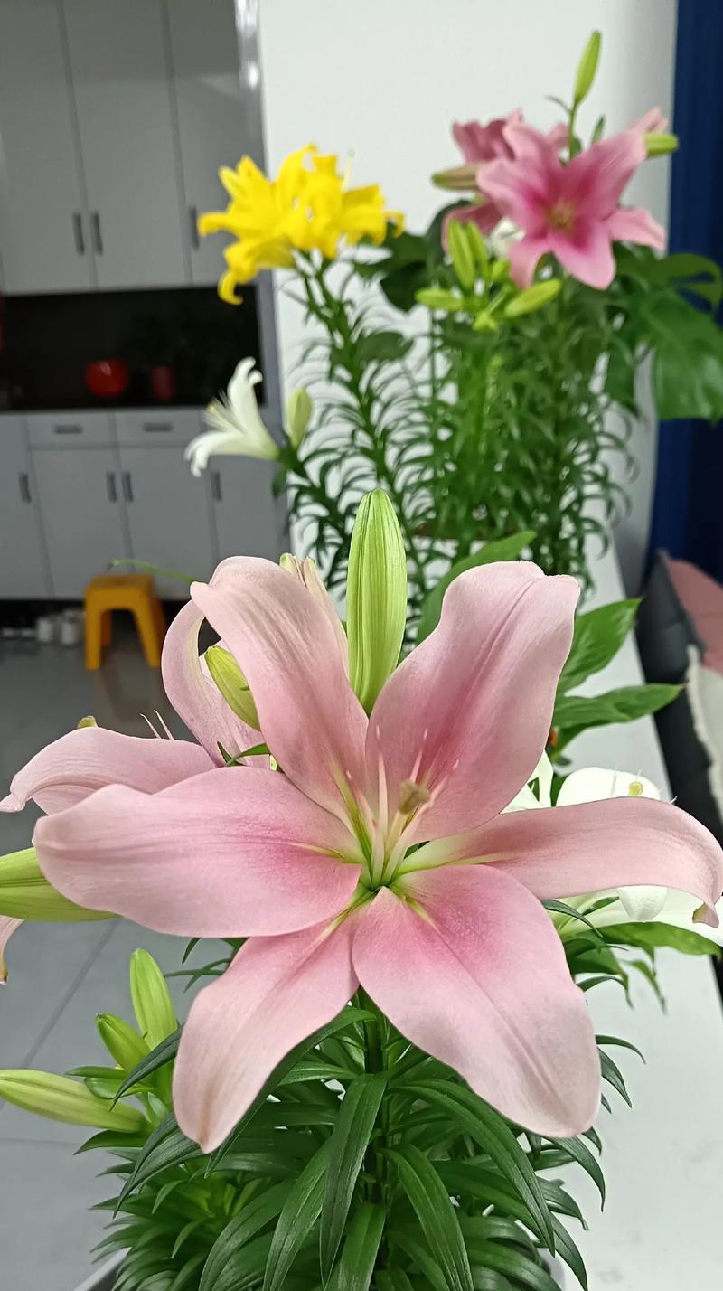 百合花语代表了哪些寓意？百合的花语有哪些含义？