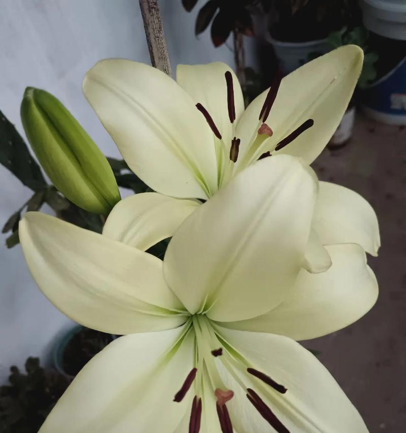 百合花语代表了哪些寓意？百合的花语有哪些含义？