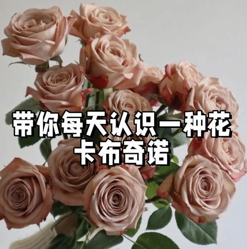 表达浪漫情感的花语有哪些？哪种花最能代表浪漫？
