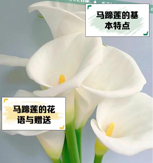 毛线编织马蹄莲的花语是什么意思？马蹄莲花语有何寓意？