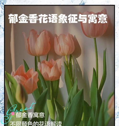 郁金香不同颜色的花语有何不同？