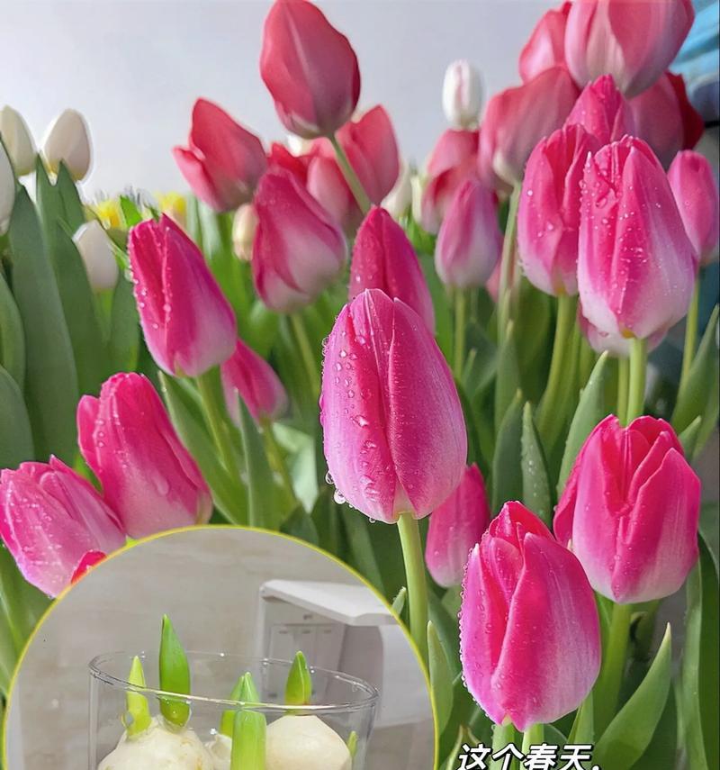 郁金香不同颜色的花语有何不同？
