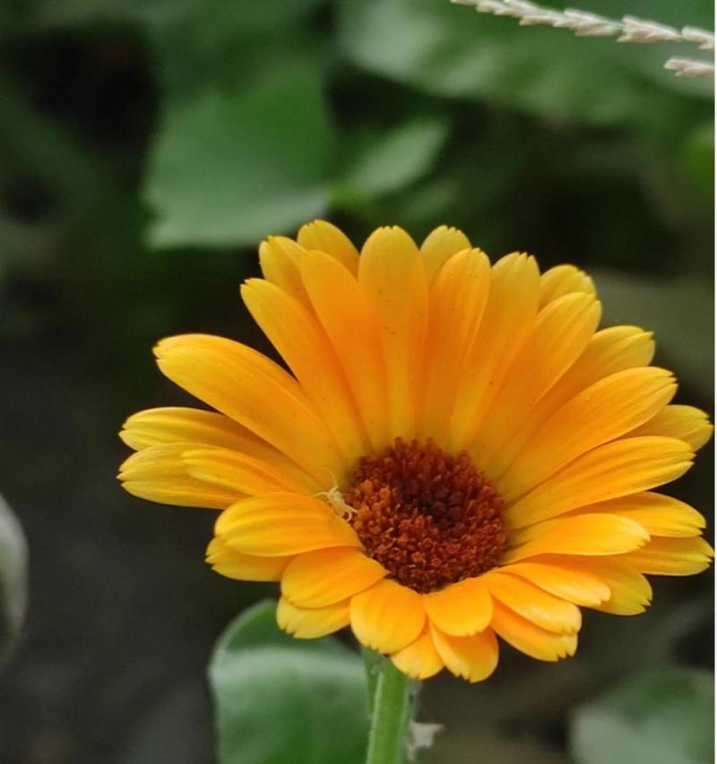 金盏花的花语代表了什么？