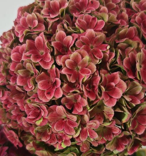 红色绣球花的寓意是什么？