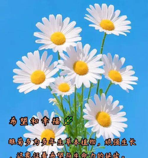 希望与拯救的花语有哪些？它们分别代表什么？
