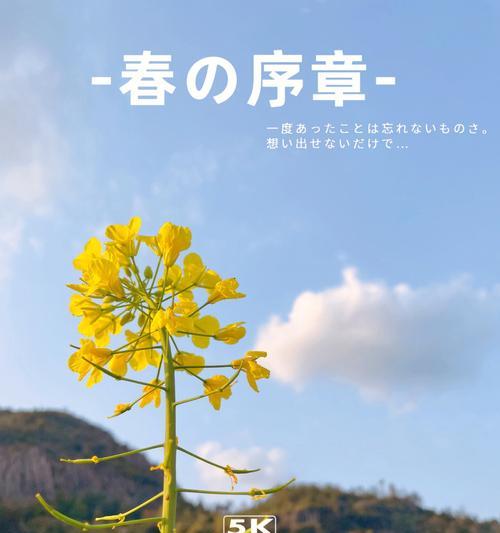 青春落幕的花语是什么呢？哪种花象征着青春的结束？