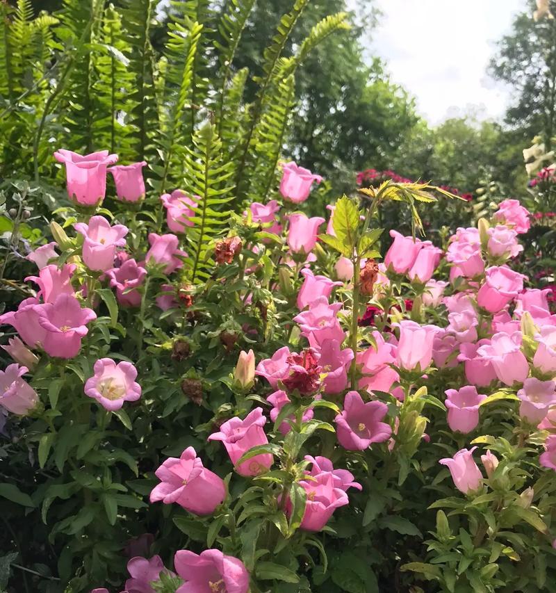 风铃花送给闺蜜有何含义？它的花语是什么？