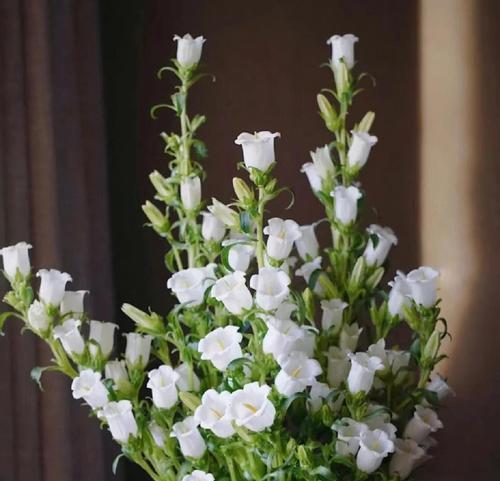 风铃花送给闺蜜有何含义？它的花语是什么？