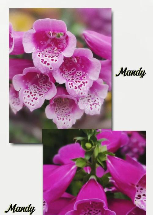 什么花语是暗恋？哪种花可以表达默默的爱意？