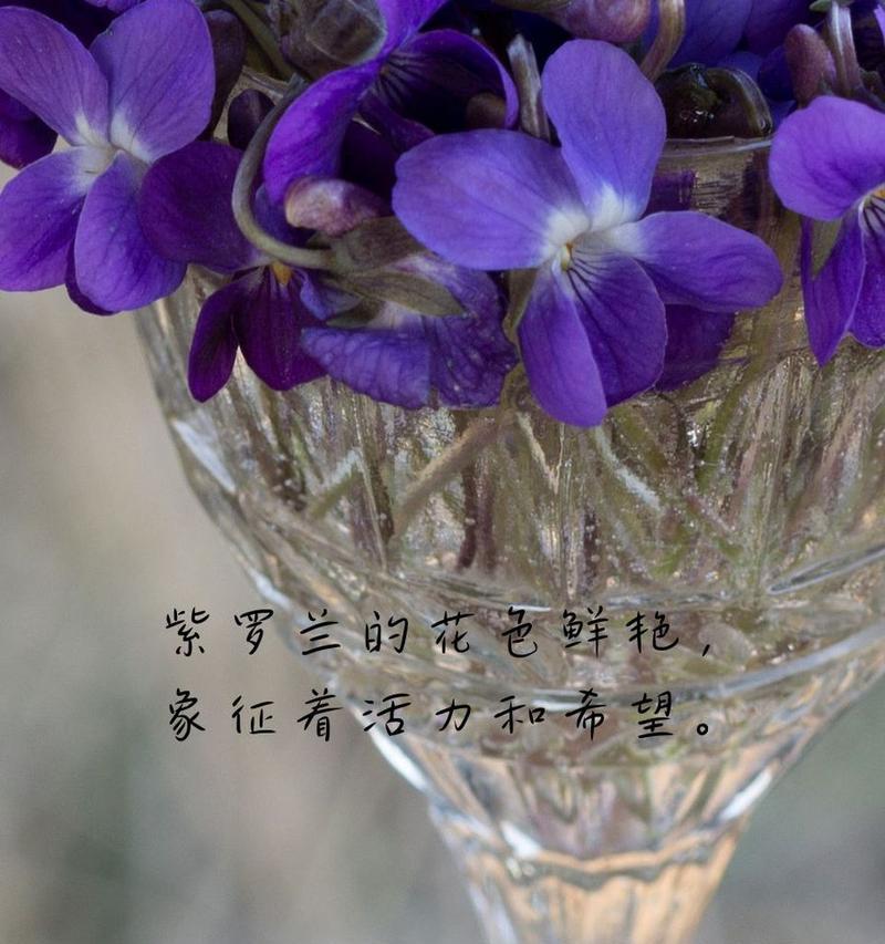 紫罗兰花语的简单解释是什么？