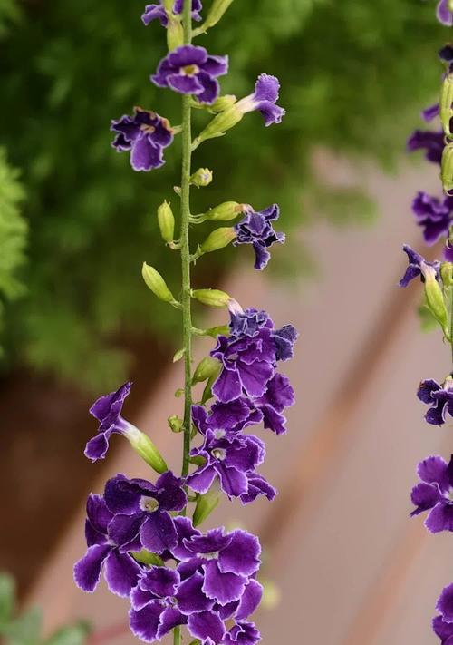 连翘的花语含义是什么？