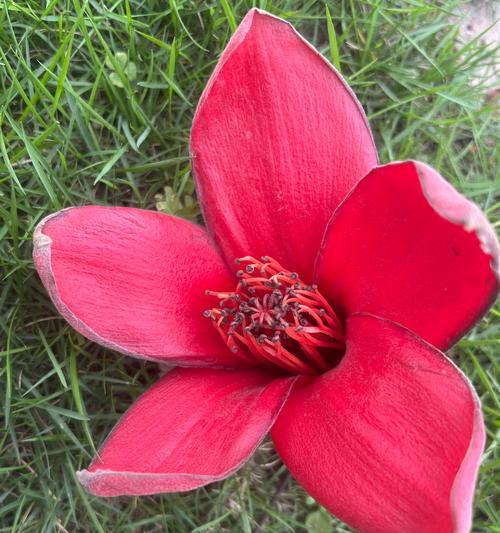 木棉花的花语有哪些？它在花语中象征着什么？