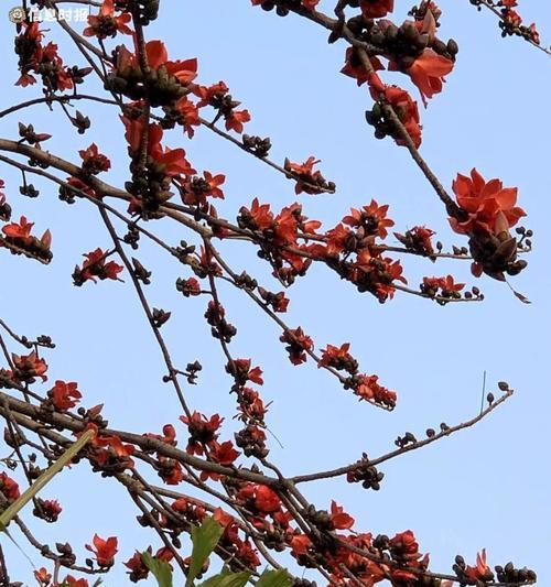 木棉花的花语有哪些？它在花语中象征着什么？