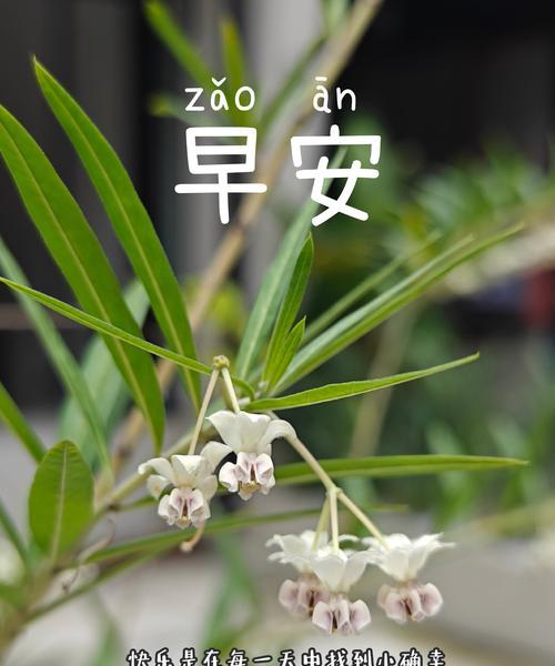 你心中所想的花语是什么？它代表了哪种情感？
