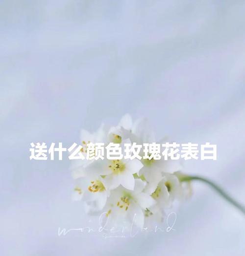 惊喜玫瑰花有何寓意？送花时应注意什么？