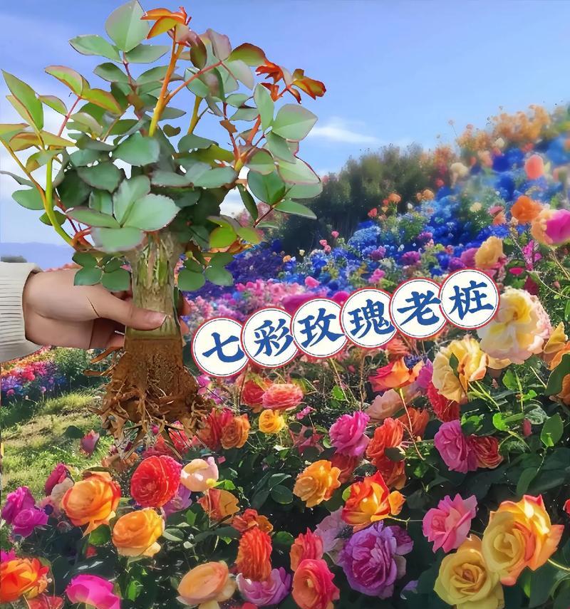 惊喜玫瑰花有何寓意？送花时应注意什么？