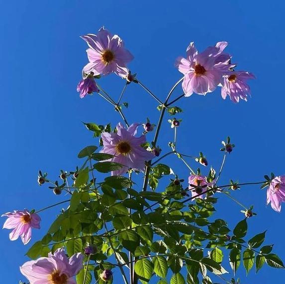 帝王大丽花的花语是哪种花？它代表了什么意义？
