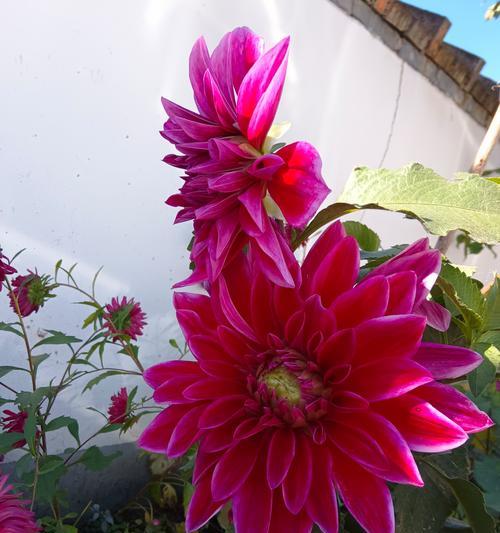 帝王大丽花的花语是哪种花？它代表了什么意义？