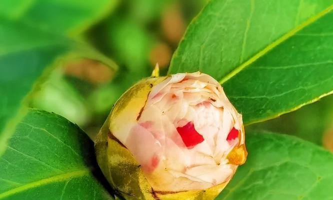 山茶花的花语绿色是什么？绿色山茶花有何特别含义？
