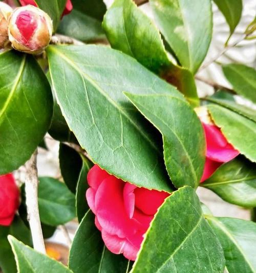 山茶花的花语绿色是什么？绿色山茶花有何特别含义？