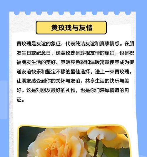 黄玫瑰传递什么信息？黄玫瑰的花语有何含义？