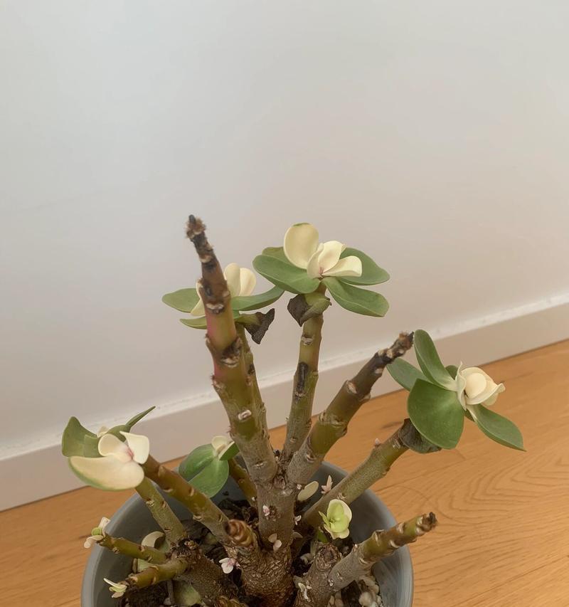 金钱木的花语有哪些？