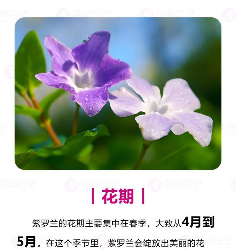 紫罗兰盛开的花语是什么？紫罗兰有哪些花语？