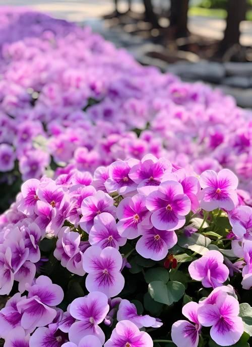 紫罗兰盛开的花语是什么？紫罗兰有哪些花语？