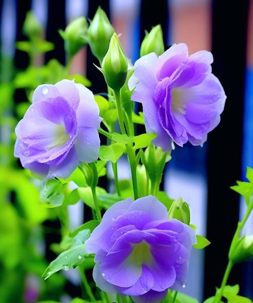 紫罗兰盛开的花语是什么？紫罗兰有哪些花语？