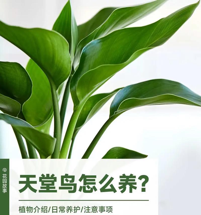 天堂鸟花的花语是什么？