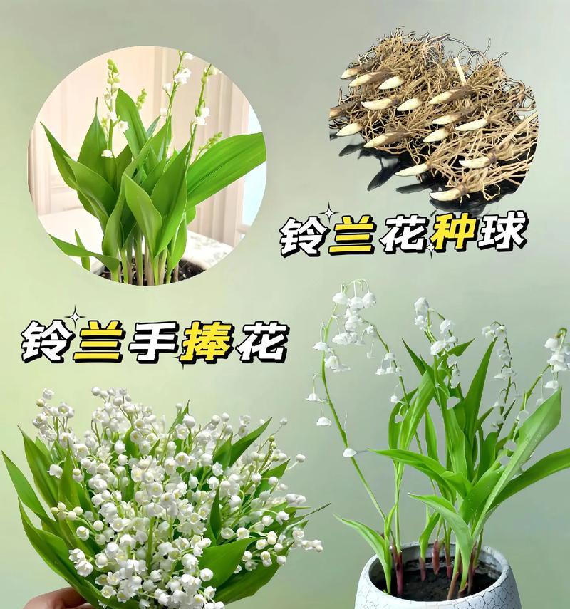 铃兰作为礼物的花语含义是什么？