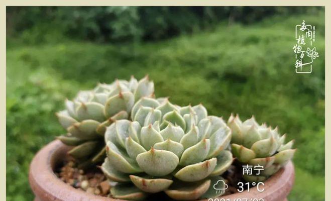 顺手牵羊玫瑰花的寓意是什么？它象征着什么？