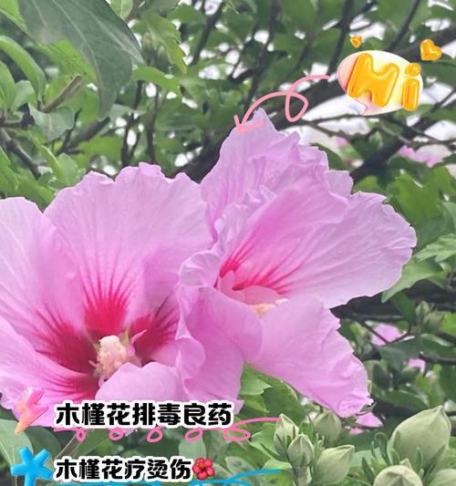 木槿花语是什么？木槿花在文化中有哪些寓意？