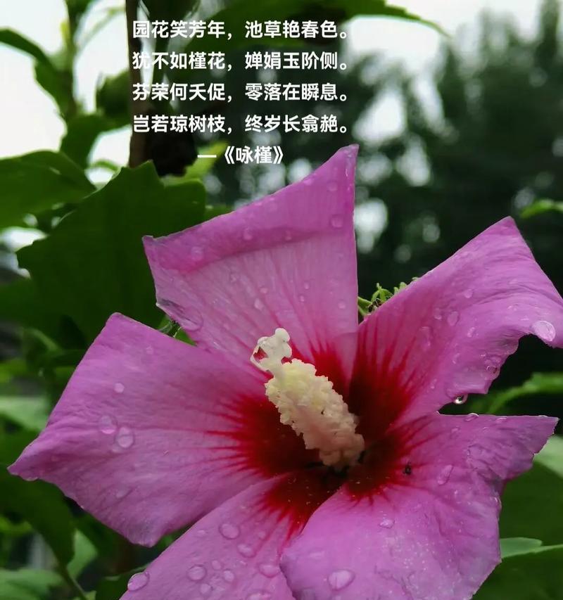 木槿花语是什么？木槿花在文化中有哪些寓意？