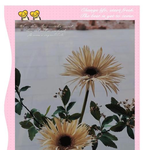不相信爱的花语是什么？这种花语背后隐藏着怎样的情感？