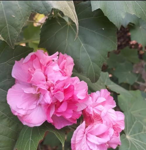 芙蓉花语是什么？如何选择适合的花语表达情感？