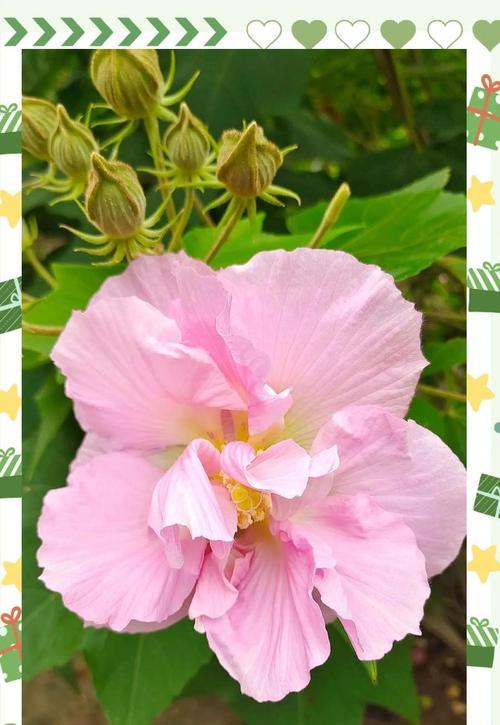 芙蓉花语是什么？如何选择适合的花语表达情感？