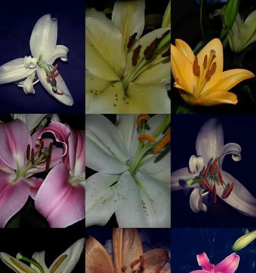 彩虹珍珠花代表什么？花语有何深意？