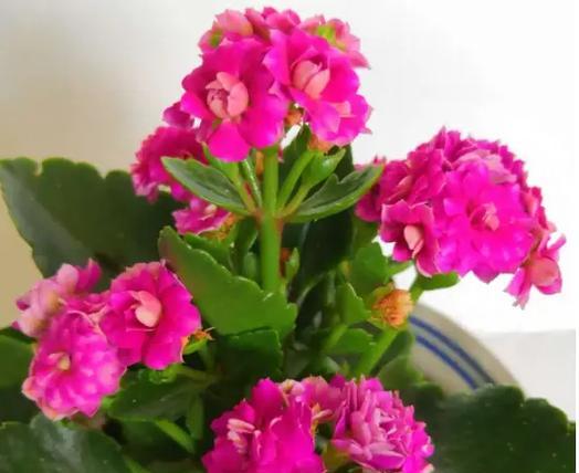 欣喜见面时选择什么花最合适？花语有何含义？