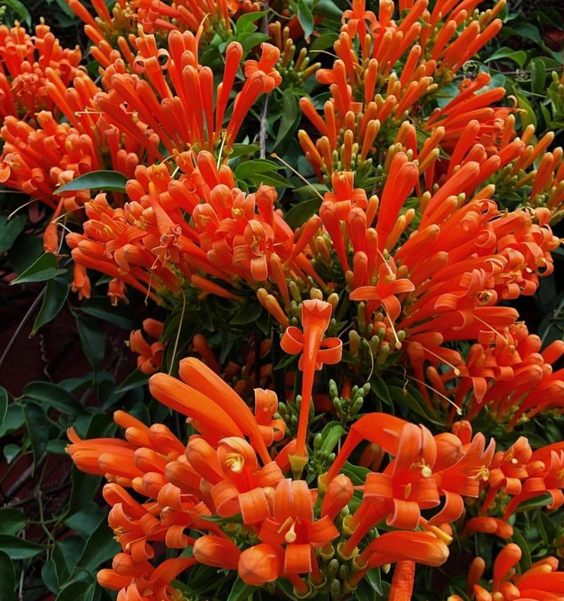 欣喜见面时选择什么花最合适？花语有何含义？