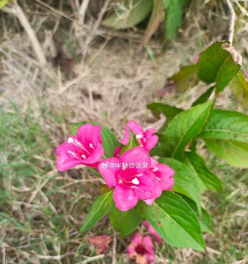 欣喜见面时选择什么花最合适？花语有何含义？