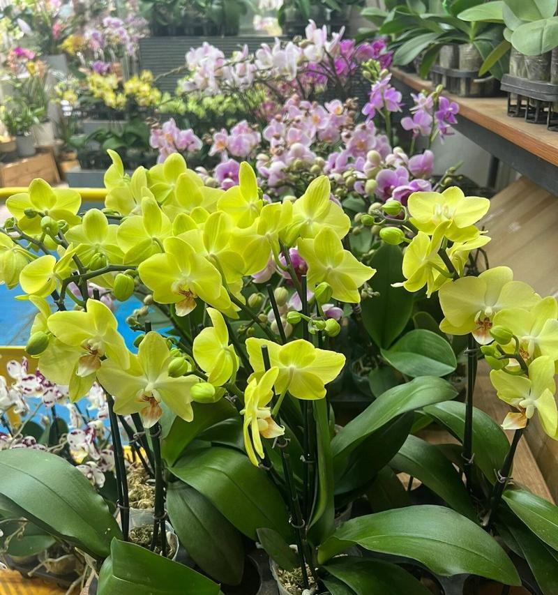 哪种花象征逃避爱情？它的花语背后有何故事？