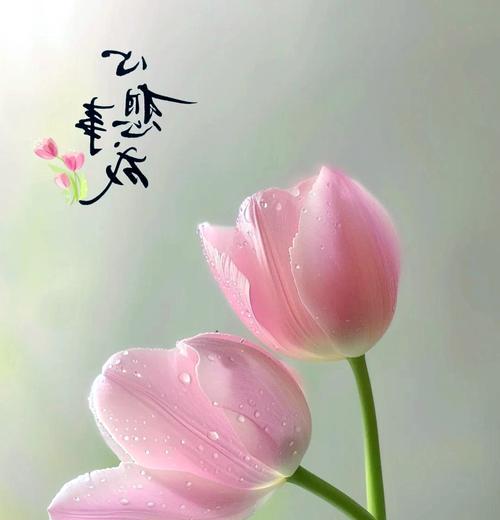 郁金香花语代表什么含义？郁金香象征着什么？