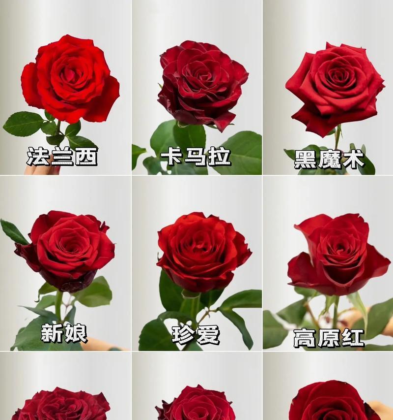 送媳妇玫瑰花时应该如何选择？